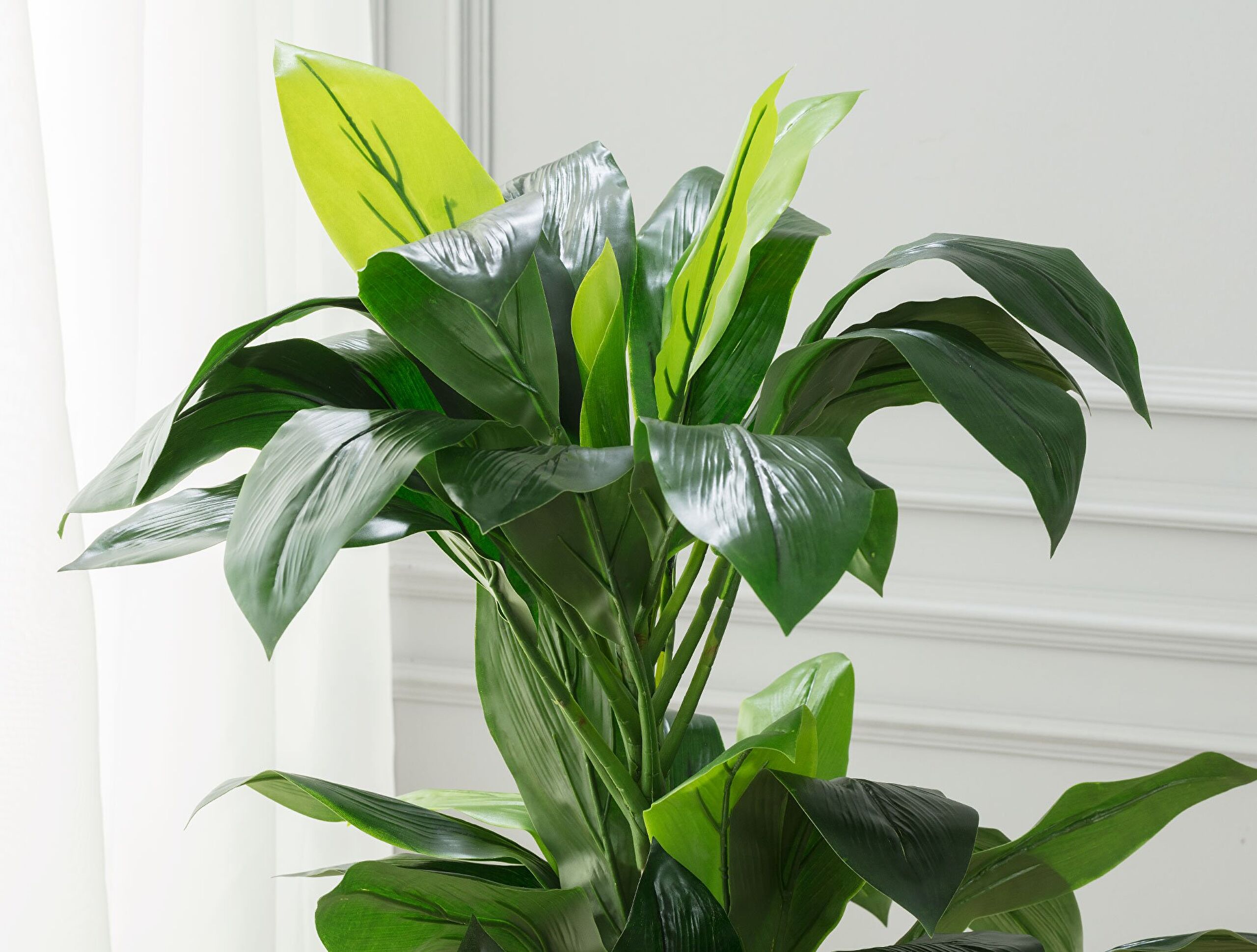 Plante en pot de géranium - 1