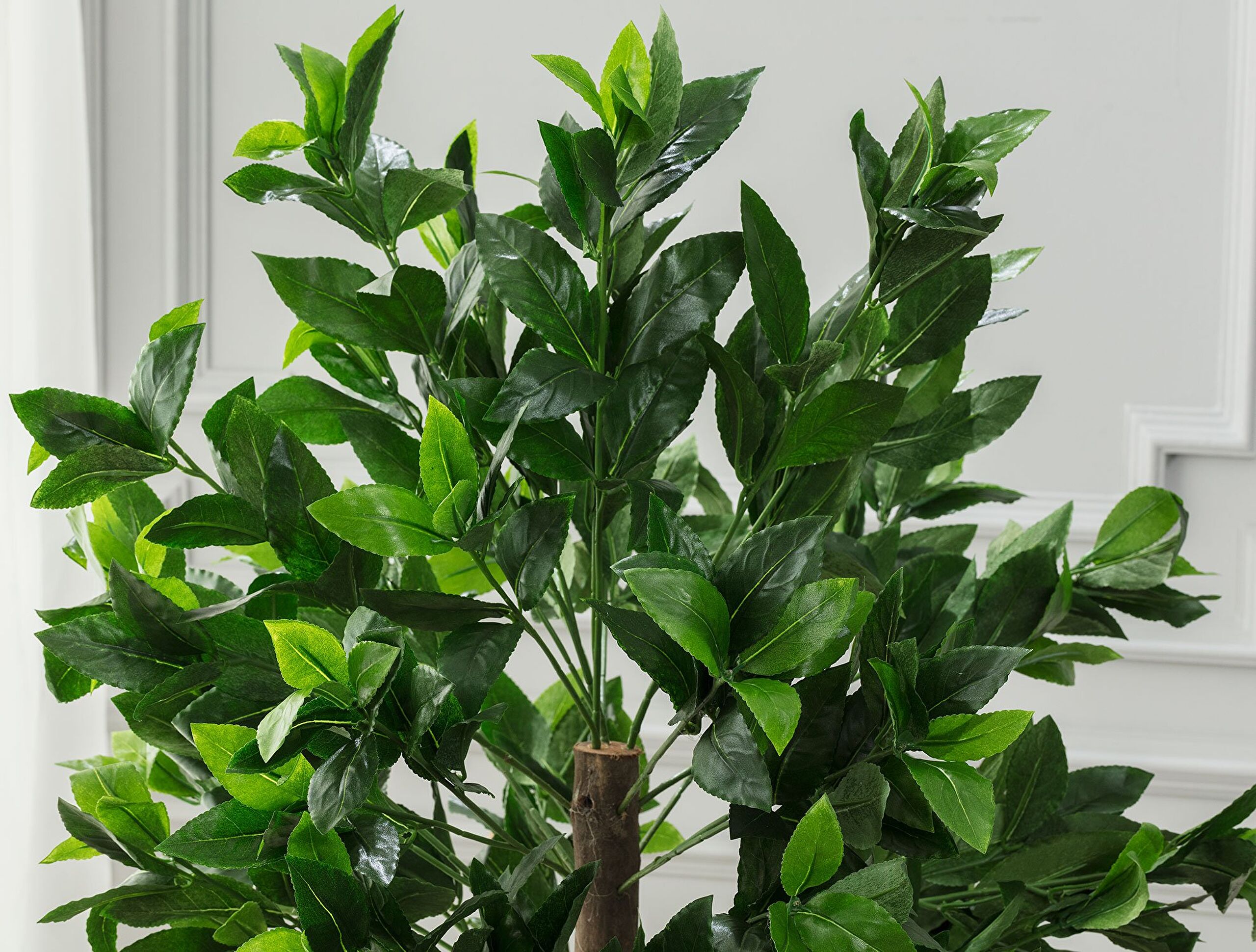 Plante en pot Fleurir - 1