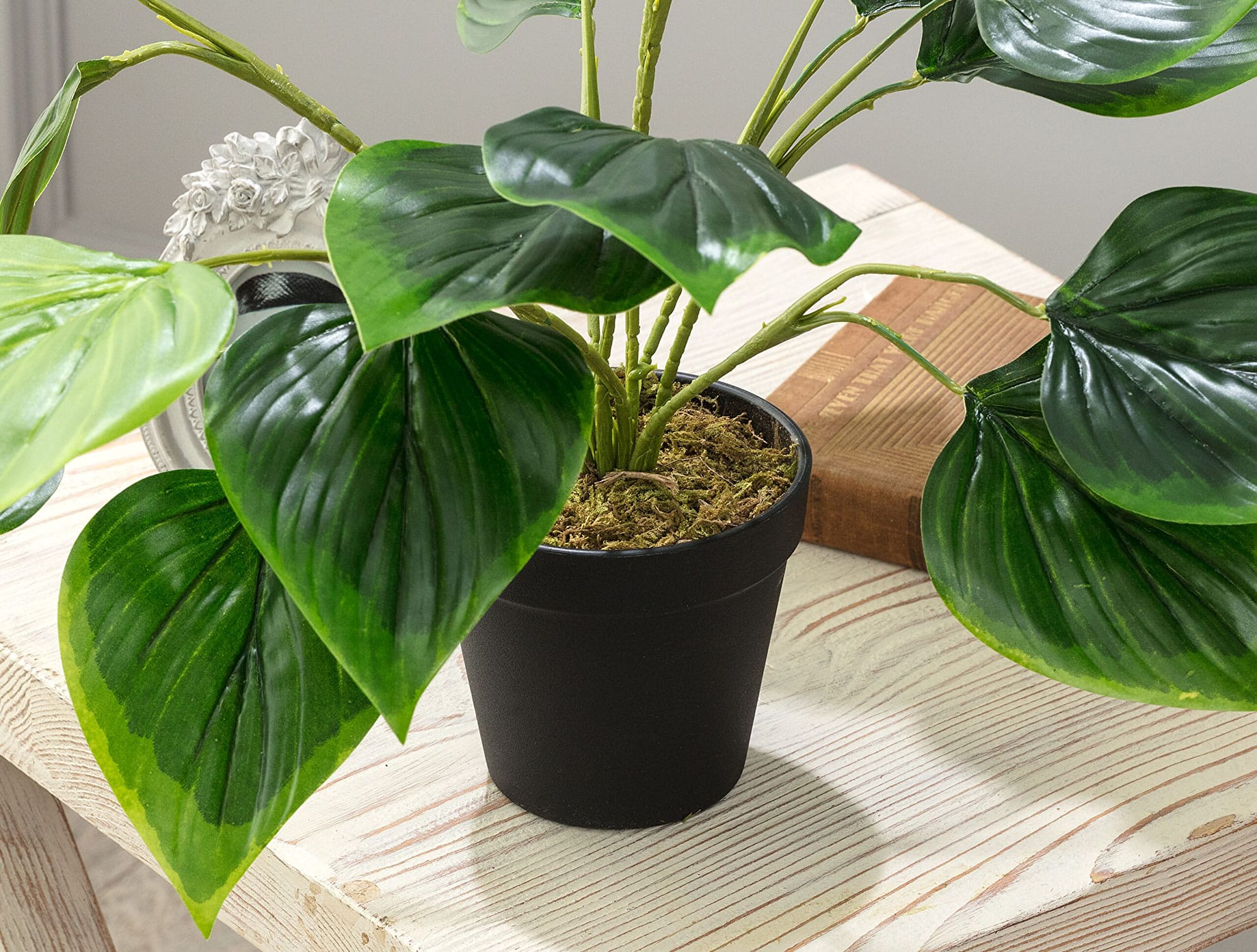 Verdure Potted Plant - 2
