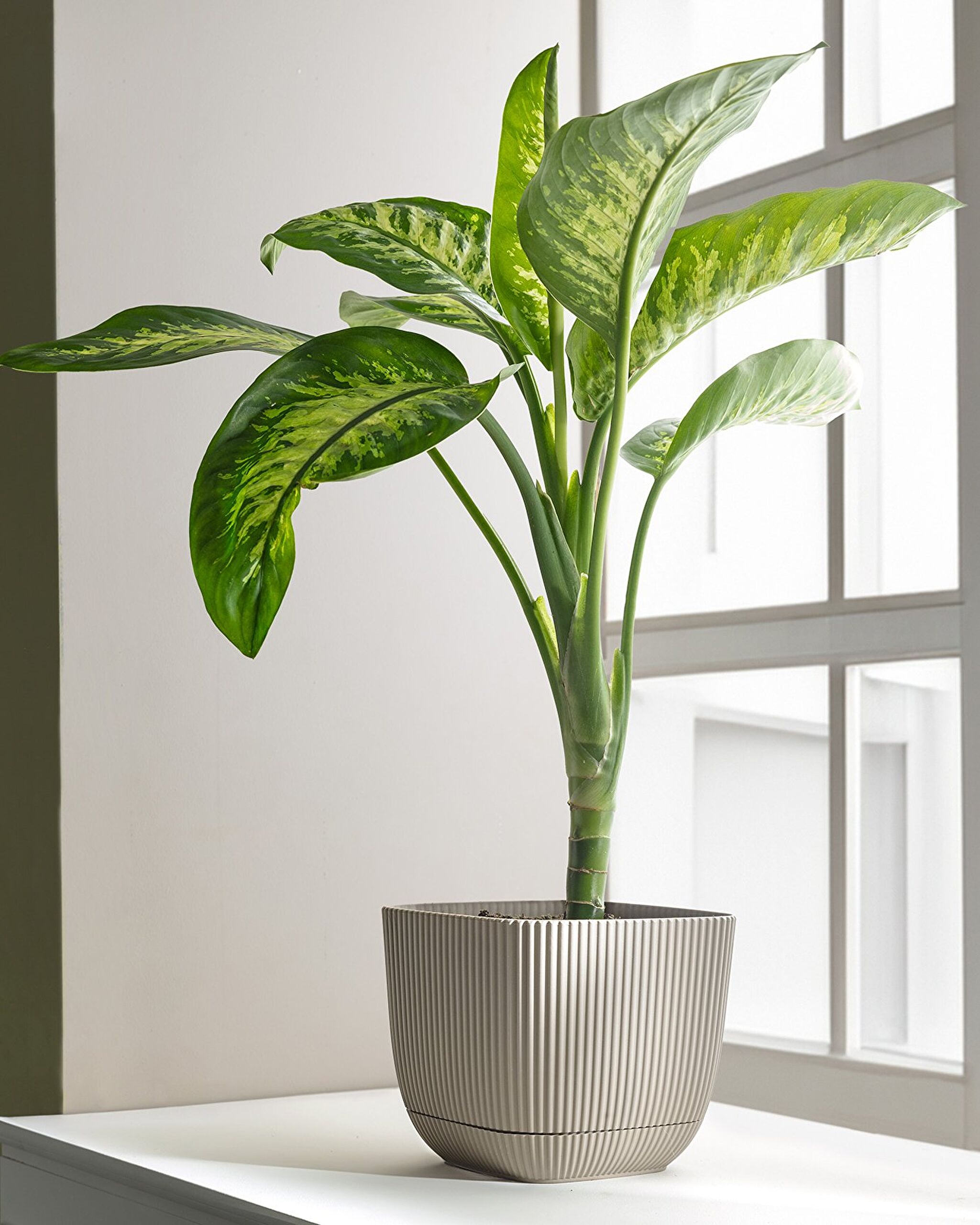 Abella Blumentopf 4000 ml - 1