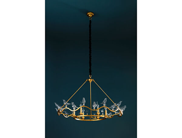 الثريا Oiseaux - 4