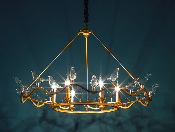 الثريا Oiseaux - 5