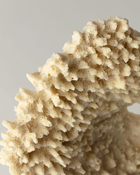 فيفيان ترنكيت - 1