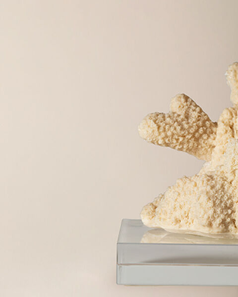 بياتريس ترنكيت - 3