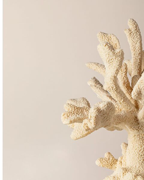 بياتريس ترنكيت - 2