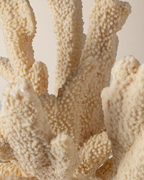 بياتريس ترنكيت - 4