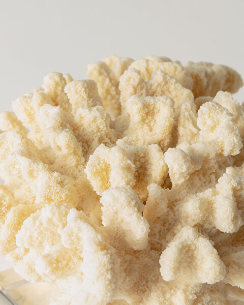 فلور حلية - 1