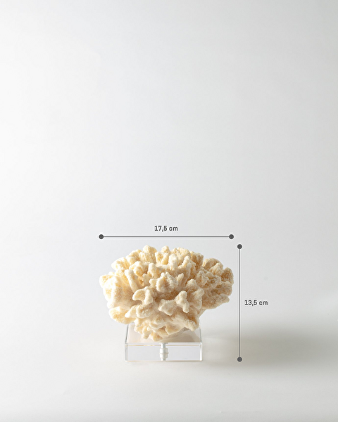 فلور حلية - 4