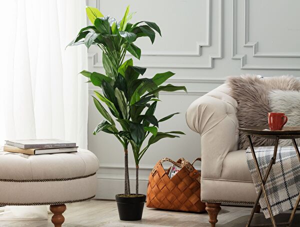 Geranium Potted Plant - 0