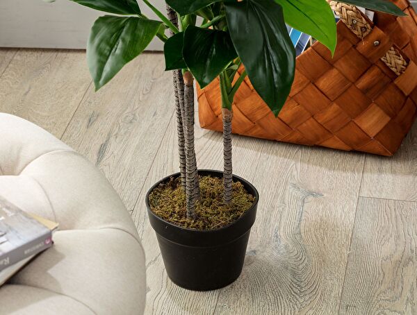 Geranium Potted Plant - 2