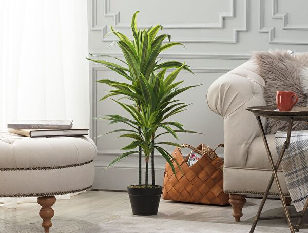 Jonquille Potted Plant - 0