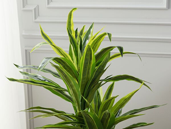 Jonquille Potted Plant - 1