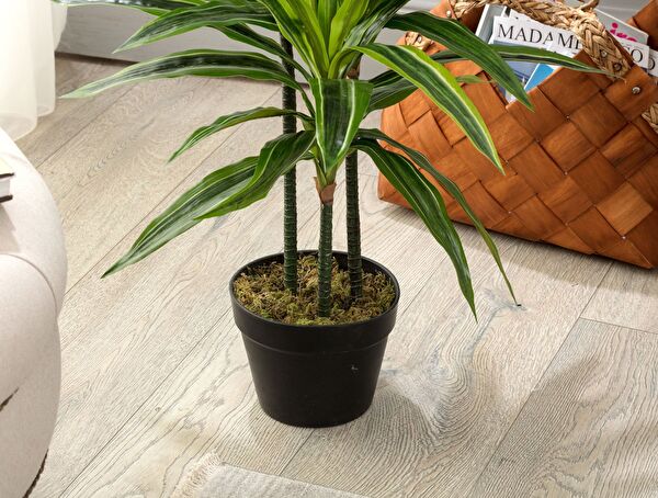 Jonquille Potted Plant - 2