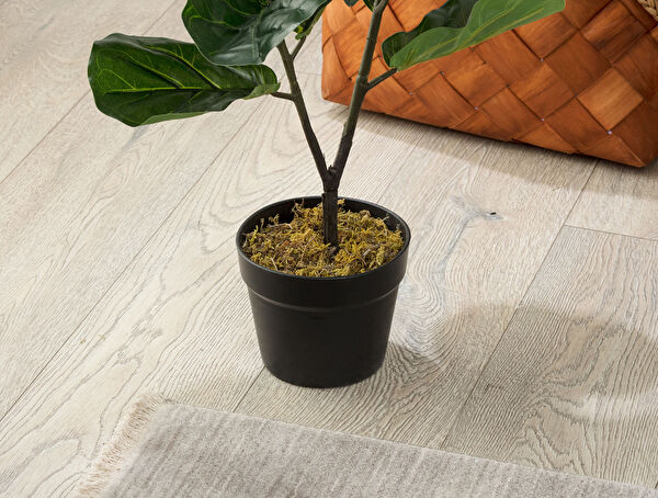 Tilleul potplant - 2