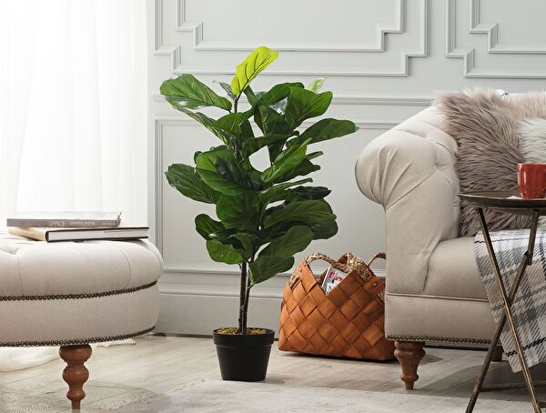 Joncher Potted Plant - 0