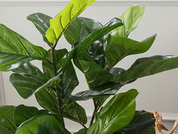 Joncher Potted Plant - 1