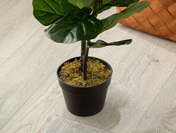 Joncher Potted Plant - 2