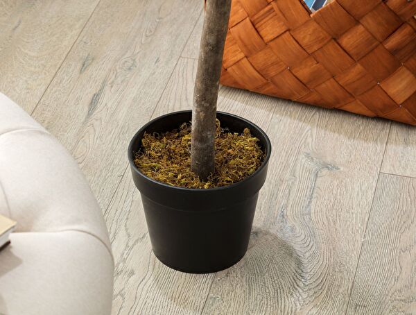 Fleurir Potted Plant - 2