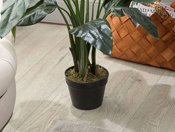 Floralies Potted Plant - 2