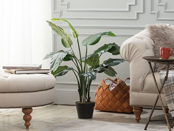 Floralies Potted Plant - 0