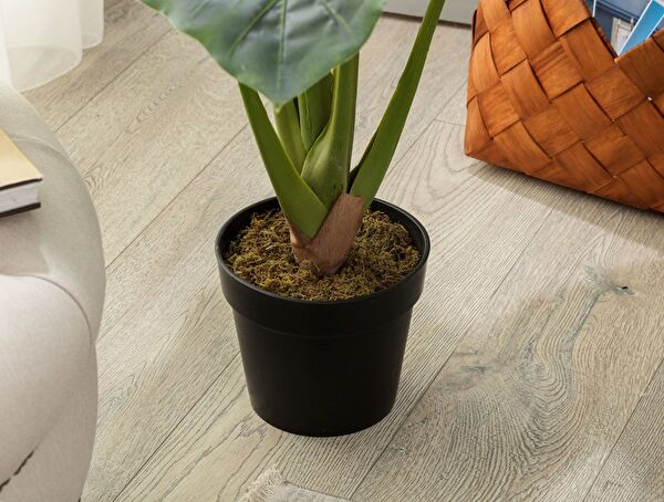 Anthemis Potted Plant - 2