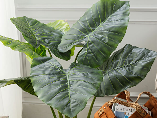 Anthemis Potted Plant - 1