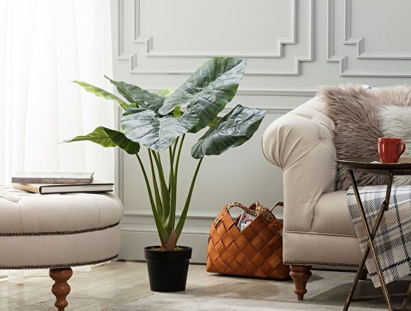 Anthemis Potted Plant - 0