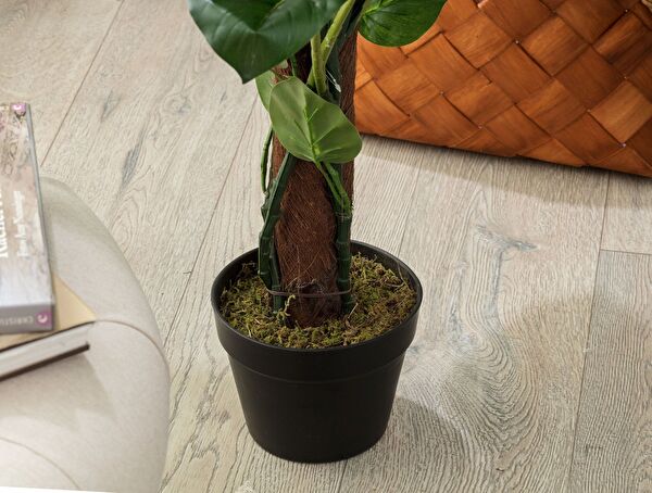 Branche Potted Plant - 2