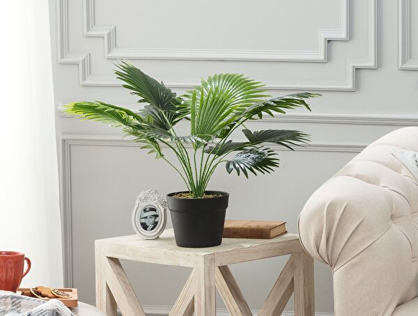 Plaquela Potted Plant - 0