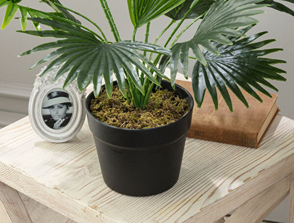 Plaquela Potted Plant - 2