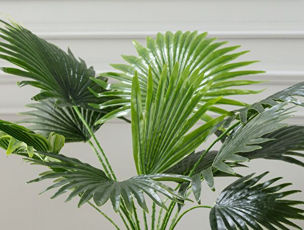 Plaquela Potted Plant - 1