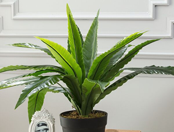 Vierge Potted Plant - 1