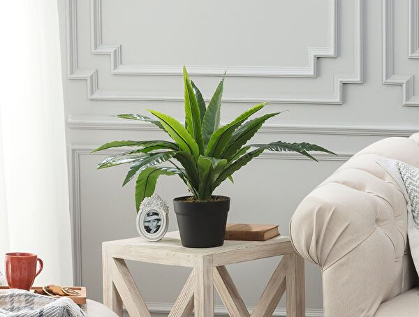 Vierge Potted Plant - 0