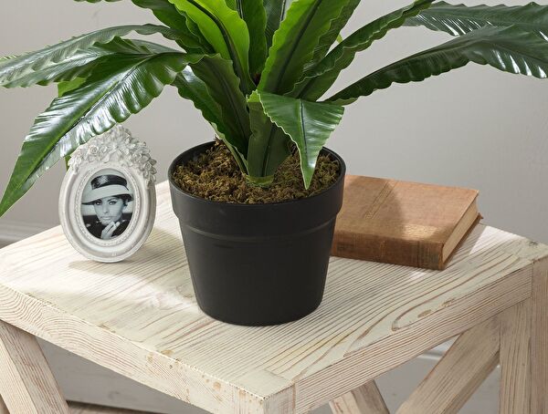 Vierge Potted Plant - 2