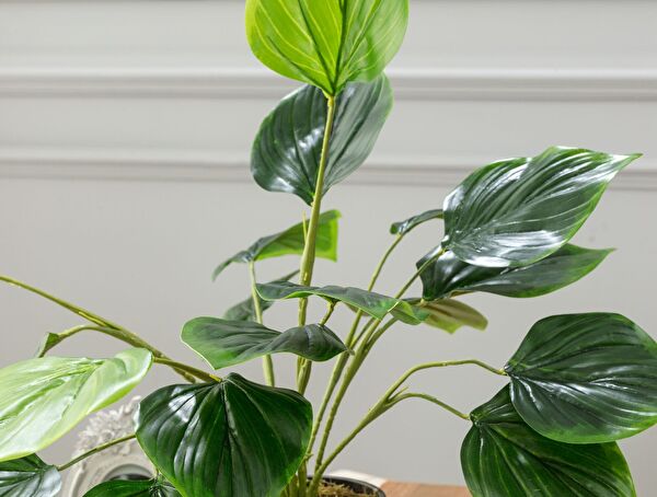 Verdure Potted Plant - 1