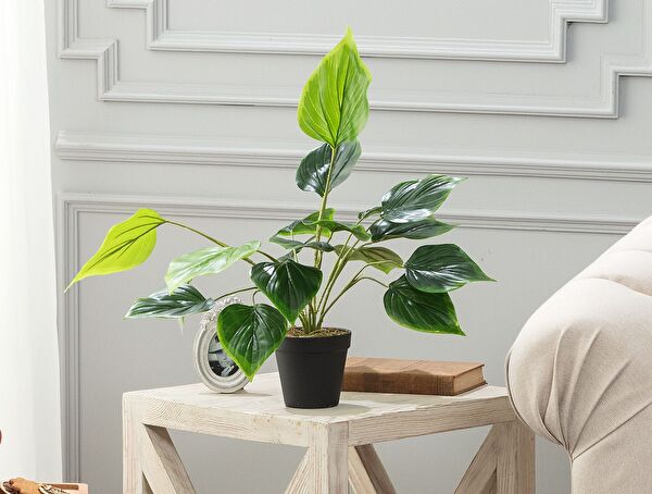 Verdure Potted Plant - 0