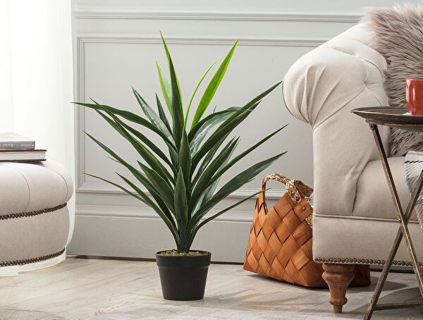 Grannier Saksılı Bitki - 0