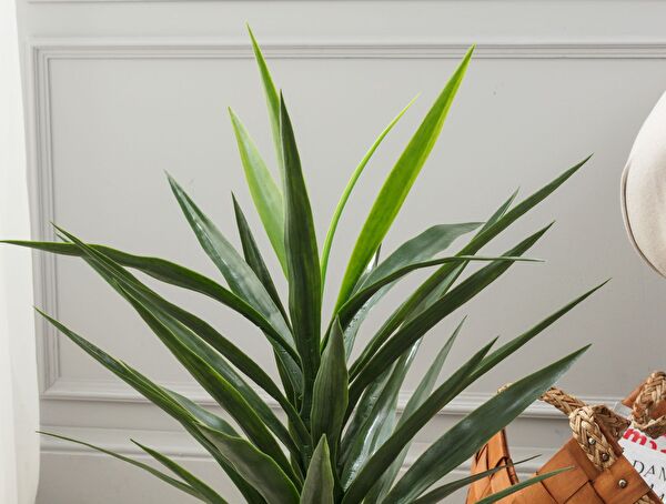 Grannier Saksılı Bitki - 1