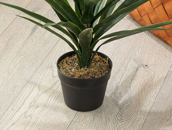 Grannier Saksılı Bitki - 2