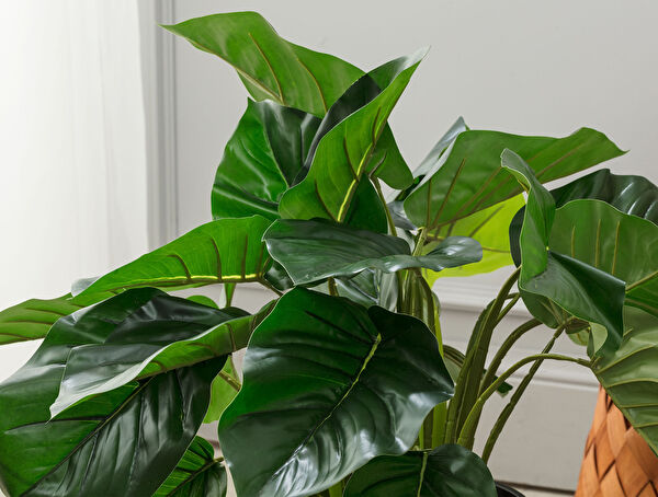 Lansquine Saksılı Bitki - 1