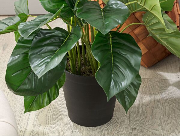 Lansquine Saksılı Bitki - 2