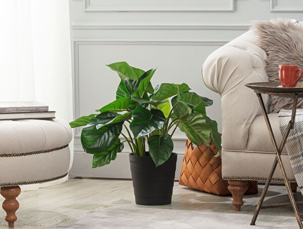 Lansquine Saksılı Bitki - 0