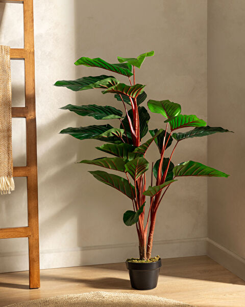 Estella Topfblume - 1