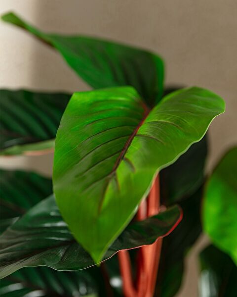 Estella Topfblume - 3