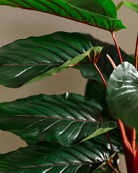 Estella Topfblume - 2