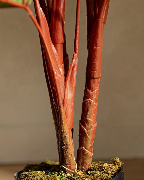 Estella Topfblume - 4