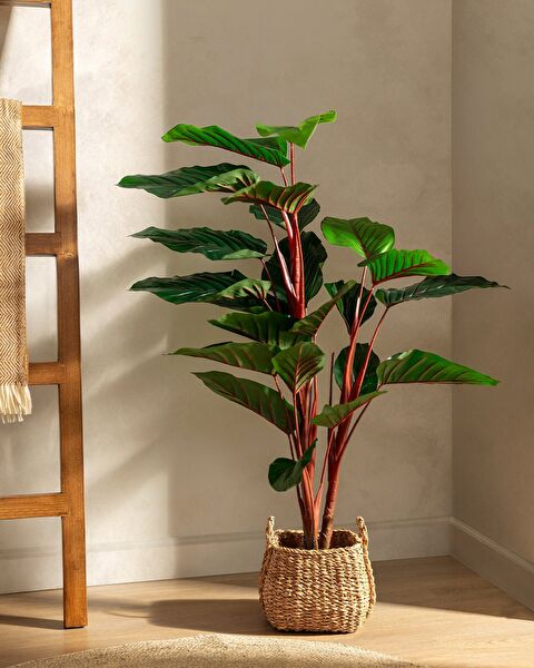 Estella Topfblume - 0