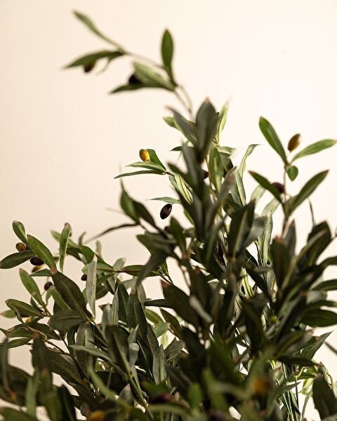 Mabelle Topfblume - 2