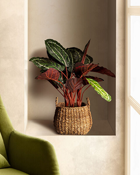 Nicola Potted Flower - 0