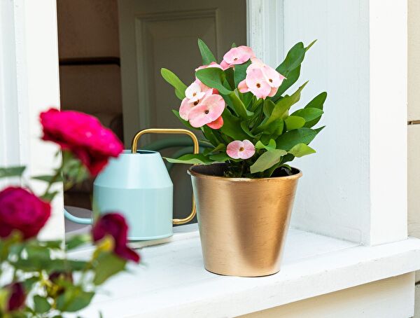 Pot de Fleur Doré Dior 1,5 Lt - 1